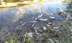 Elbistan'da debisi azalan çayda balık ölümleri başladı