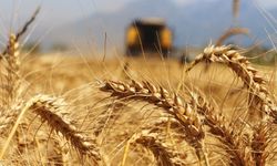 Tahıl anlaşmasının askıya alınması buğdayın fiyatını yükseltti
