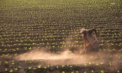 2022 yılı tarım destekleri açıklandı: Çiftçilere destek ödemeleri 2023 yılında yapılacak