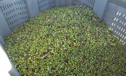 Burhaniye'de yeşil zeytin alımı başladı ancak fiyatlar üreticileri tatmin etmedi