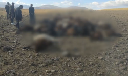 Iğdır’da yıldırım düşmesi nedeniyle 56 koyun öldü