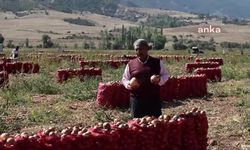 Soğan hasadının devam ettiği Yozgat’ta üreticiler girdi maliyetlerinden yakındı
