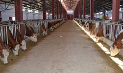 Et ve süt üreticileri grevde:  Gıda krizi geliyor dedik, kimse dinlemedi