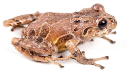 Ekvador’da altı kurbağa türü keşfedildi: Öldürülen çevreciler için bir türe ‘direniş’ adı verildi