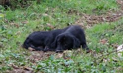 Trabzon'da köpek katliamı: Kimyasal madde ile katlettiler
