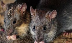 Hindistan polisi: Baskınlarda ele geçirilen 200 kiloluk esrarı fareler yedi