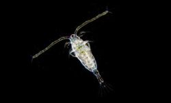 Hamsinin beslendiği 2 milimetreden küçük deniz canlısından mikroplastik çıktı