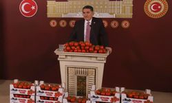 Ağrı'da 1925 rakımlı domates üretimi Antalya'ya rakip!