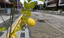 Marmaris'te sokakları limon ağaçları süsleyecek