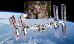 Çin'den uzayda seks deneyi: İki maymunun çiftleşmesini sağlamak istiyorlar