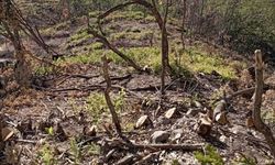 Operasyon gerekçe gösterilerek yakılan ormanlar bu sene de ‘yeşertme’ bahanesiyle kesiliyor
