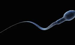İnsan ırkının sonu gelebilir: Sperm sayısı dünya genelinde 50 yılda yarı yarıya azaldı