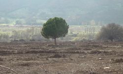 Amasya Çambükü köylüleri: Dikmek için fidan dağıtıyorsunuz, bizim 40 yıllık ağacımızı söküyorsunuz