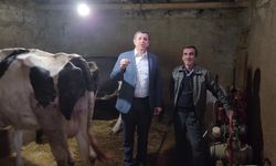 TÜİK süt üretiminin yüzde 15 azaldığını açıkladı... Gaytancıoğlu: Demek ki 6 inekten 1'i kesildi