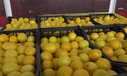 TÜİK: 2022 yılında portakal üretimi yüzde 24,1, limon üretimi yüzde 14,6 oranında azaldı