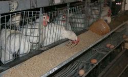 TÜİK: Tavuk eti üretimi ekim ayında 4,2 azaldı