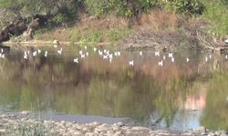 Osmaniye'de kanalizasyon atıkları Ceyhan Nehri'ne mi atılıyor: Kuş Cenneti de o bölgede