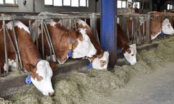 Et ve süt üreticilerinden ‘acil tedbir’ çağrısı