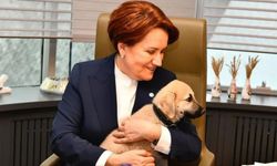 Konya'daki skandalın ardından İYİ Parti'den sokak hayvanları raporu: Barınaklar hayvanseverlerin takibine açılacak