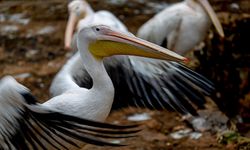Peru'da kasımda kuş gribi nedeniyle en az 13 bin pelikan öldü