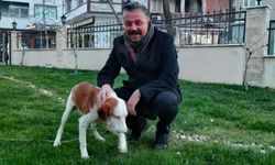 Bayramiç Belediye Başkanı Uygun: Görüntülenen yer, barınak değil