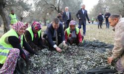 Edremit Belediyesi son zeytin hasadını yaptı