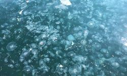 Antalya Körfezi'ndeki denizanası yoğunluğu bilimsel incelemeye alındı