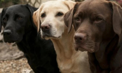 Sinop'ta köpek katliamı: Balıkçılar 6 köpeğin cansız bedenini buldu