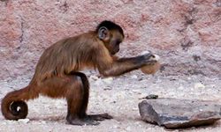İnsanlığı taş devrine maymunlar mı geçirdi: Brezilya'da 50 bin yıllık taş aletleri maymunların yaptığı kanıtlandı