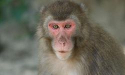 Yeni keşif: İnsanların yaptığı düşünülen 50 bin yıllık aletleri maymunlar yapmış