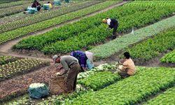 TÜİK: Aralık ayında tarımsal girdilerde yüzde 103,14 fiyat artışı oldu
