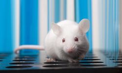 Yeni araştırma: İnsan beyin dokusu farelerde çalıştı