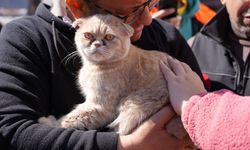 Galeri Sitesi’nde yıkım durduruldu: 14 kedi kurtarıldı