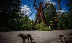 Çernobil'deki köpeklerin genetik açıdan farklılaştığı keşfedildi