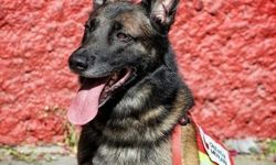 Kahraman köpek Proteo Kuşadası'nda ölümsüzleşecek