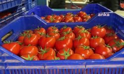 Tarım ve Orman Bakanlığı, domates ihracatını kısıtlama kararını kaldırdı