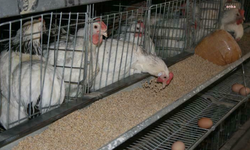 TÜİK: Ocak ayında tavuk eti üretimi yüzde 4,6, tavuk yumurtası üretimi de yüzde 1,1 azaldı