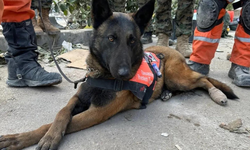Türkiye'de yeterince arama kurtarma köpeği var mı?