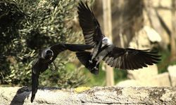 Bursa Yenişehir'de kuşların 'ekmek' mücadelesi