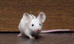 Bilim insanları geyik genleri ile farelerde mini boynuz elde etti