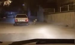 Karabük'te köpeği otomobile bağlayarak koşturan kişi için suç duyurusu