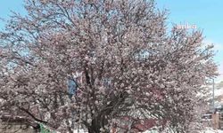 Yozgat’ta çiçek açan meyve ağaçları kar altında kaldı