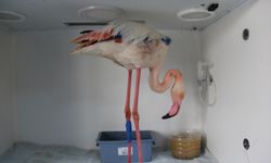 Afyonkarahisar’da yaralı bulunan flamingo AKÜREM'de tedaviye alındı