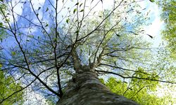 Baharla uyanan doğa Istranca Ormanları'nda renk cümbüşü sunuyor