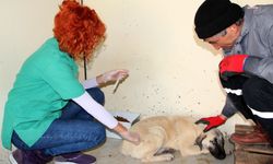 Çankaya Belediyesi veterinerleri,  bu yılın ilk üç ayında 7 bin 63 sokak hayvanına tedaviye yönelik işlem yaptı