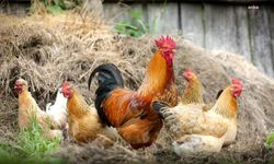 Canlı kümes hayvanı ve yumurta üretici fiyatlarındaki aylık artış yüzde 11,49 ile zirve yaptı