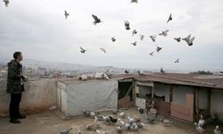 Depremin ardından sahipsiz kalan güvercinleri yakalayarak kümesinde besliyor