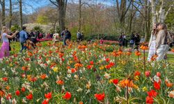 Hollanda'da dünyanın en büyük lale bahçelerinden Keukenhof, kapılarını ziyaretçilere açtı