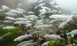 Küresel ısınma denizlerdeki balık stoklarını uluslararası sulara taşıyabilir