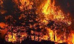 Marmaris'te ormanlık alanda yangın çıktı